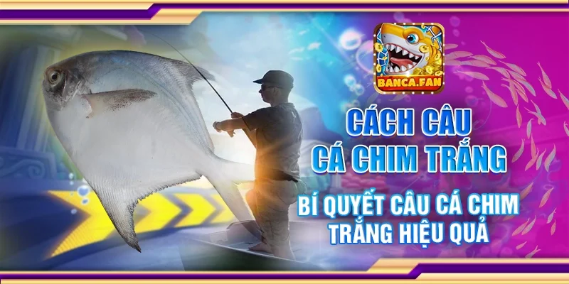 Cách Câu Cá Chim Trắng – Bí Quyết Câu Cá Chim Trắng Hiệu Quả